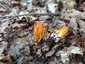 Narancsszínű enyveskorallgomba (Calocera viscosa), Zemplén